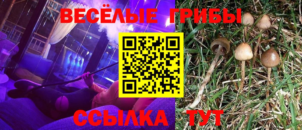 Галлюциногенные грибы Psilocybine cubensis Менделеевск